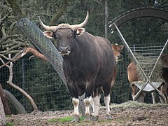 Banteng face au photographe.