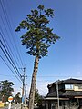 富山県天然記念物「浜黒崎の松並木」指定第27号