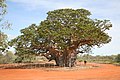 Didelis baobabas pakelėje tarp Derbio ir Ficroi Krosingo