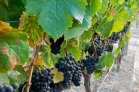 Petit verdot