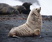 דוב ים אנטארקטי צעיר