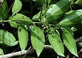 senhara gupio (Goupia glabra)