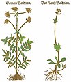 Hieronymus Bock 1539 / 1546 Valeriana off. und Valeriana dioica