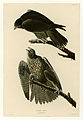 196. Labrador Falcon