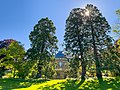 Mammutbäume im Park der Villa Reitzenstein in Stuttgart