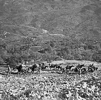 World War II British Army pack Mule Train in Italy