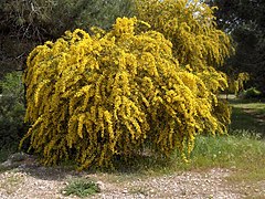 Acacia saligna(01).jpg