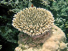 Acropora microclados