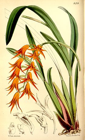 Ada aurantiaca