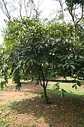 Knoblauchbaum (Afrostyrax kamerunensis, Afrostyrax lepidophyllus, Hua gabonii und Scorodophloeus zenkeri auch Scorodocarpus borneensis) (Samen, Blätter und Rinde)
