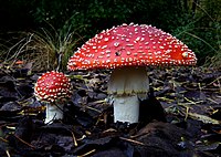 L'amanite tue-mouches (Amanita muscaria).