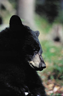 L'Ours 6  dans OURS 220px-American_Black_Bear_close-up