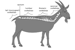 Wervelkolom van een geit. Vlnr: staartwervels/stuit, heiligbeen, Lende-, borst- en halswervels