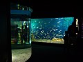 Bassins de l'Aquarium de La Rochelle