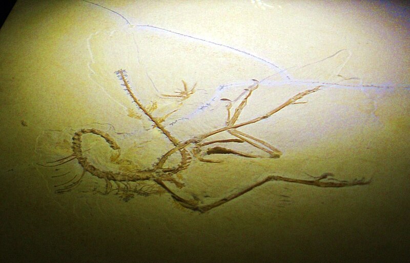 File:Archaeopteryx lithographica - 11 specimen.jpg