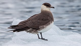 Parasitic jaeger