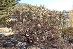 Miniatura para Arctostaphylos obispoensis