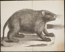 Atherura macroura - 1700-1880 - Print - Iconographia Zoologica - Special Collections University of Amsterdam - UBA01 IZ20600023.tif