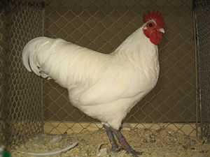 Zwerg-Australorp