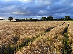 Barley, Bishop's Sutton - geograph.org.uk - 1595571.jpg