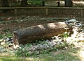 Log coffin burial, reconstruction.[208][209]