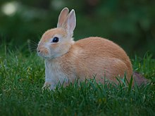 Domestic rabbit photographed at Alligator Bay, Beauvoir, France Bunny rabbit at Alligator Bay, Beauvoir, France.jpg