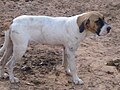 Cadela Original Fila Brasileira - branca