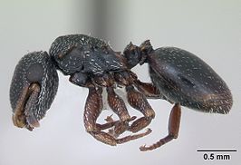 Cephalotes guayaki