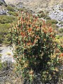 Chuquiraga spinosa