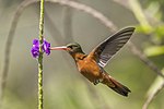 Miniatura per Colibrí amazília canyella