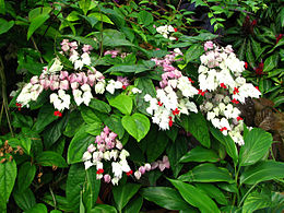 Thomson-végzetcserje (Clerodendrum thomsoniae)