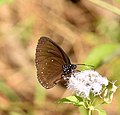 উপপ্রজাতি Euploea klugii klugii Moore, [1858] – Blue King Crow