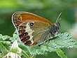 Coenonympha arcania