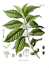 Илюстрация на единичен клон на растение. Широките, оребрени листа са подчертани от малки бели цветя в основата на стъблото. На ръба на чертежа са изрязани диаграми на части от растението.