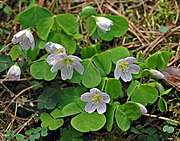 Oxalis acetosella