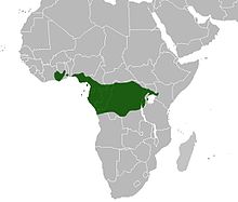 Congo Grey Parrot range.jpg