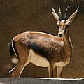 gazelle de Cuvier (femelle)