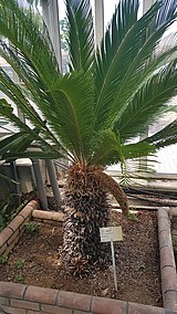 Cycas revoluta Thunb