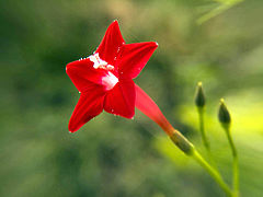 fleur rouge