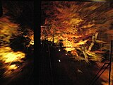 「もみじのトンネル」を走行する列車（2007年11月、前面展望）