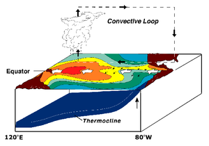 Normal Pacific pattern. Equatorial winds gathe...