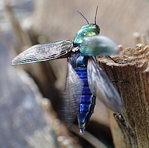 Eurythyrea austriaca Linnaeus 1767