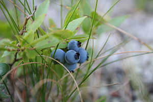 English: Five ripe blueberries.