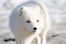 Arctic fox, a predator of smaller animals that live beneath the snow Fjellrev - Arctic fox (24490250823).jpg