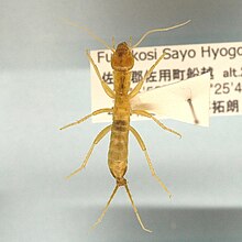 Galloisiana nipponensis 2.jpg