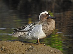 Sarcelle d'été mâle.