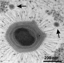 Гигантски мимивирус със сателитен Sputnik virophages.png