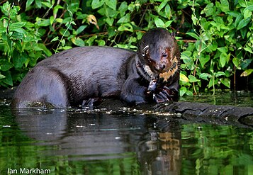 Giant River Otter