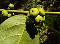 2013年8月4日 (日) 13:52時点における版のサムネイル