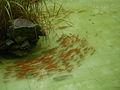 中華人民共和国の池で養殖されるキンギョ
